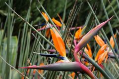 Papageienblume