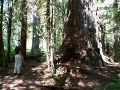 alter Baum