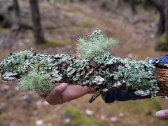 Miniaturlandschaft